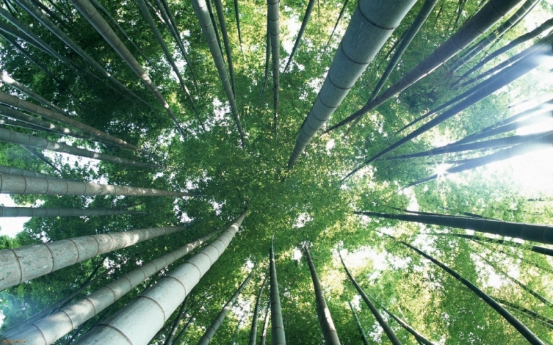 bambu aðaçlarý hd