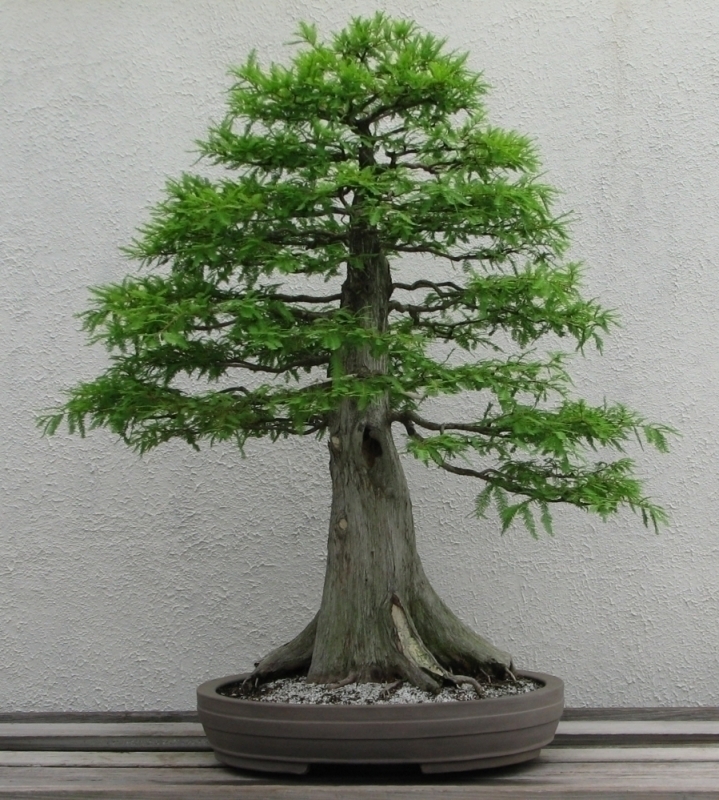 bonsai aðacý