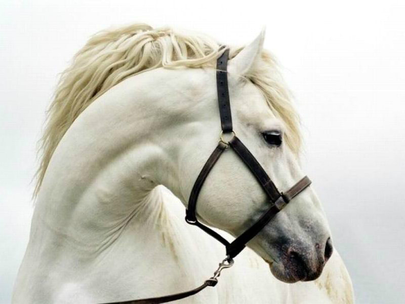 beyaz güzel at