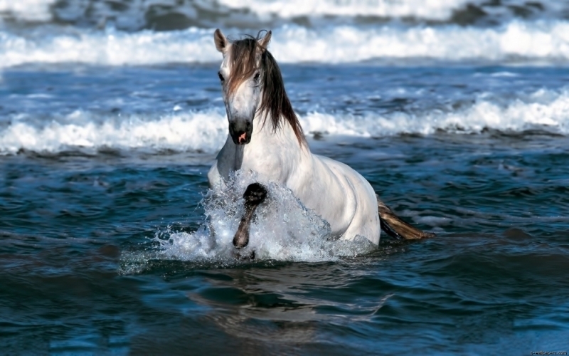 denizdeki beyaz at hd resim