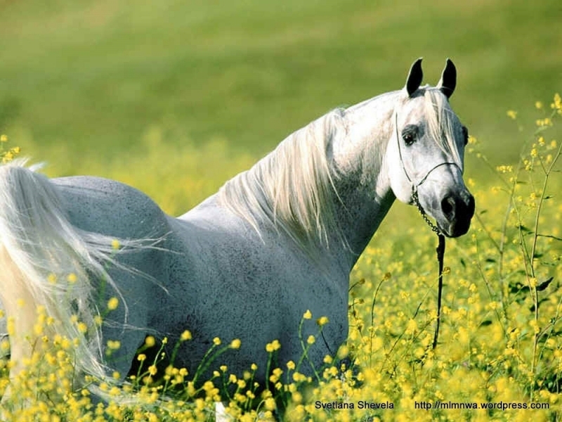 kirli beyaz at çiçekler arasýnda