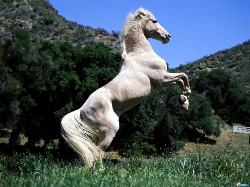 en güzel beyaz at