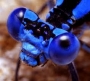 mavi böcek