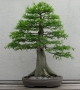 bonsai aðacý