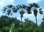 palmtrees palmiyeler