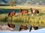 yabani atlar su içerken