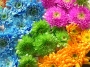 rengarek çiçekler