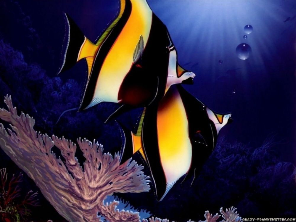animals-under-water-fish-wallpapers-1600x1200