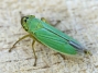 Cicadella_viridis