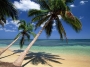 Coconut Palm Trees, Dominican Republic