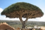 Padurile-de-pe-insula-Socotra-Yemen